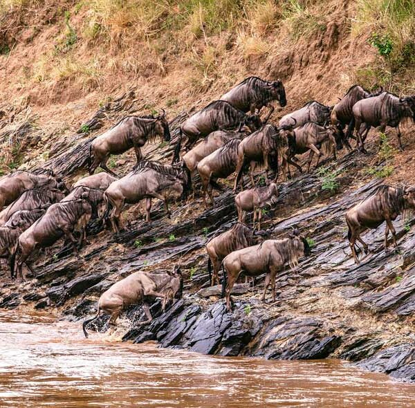 Maasai Mara Reserve