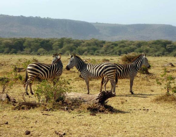 Ngorongoro, Serengeti, L. Manyara & Arusha