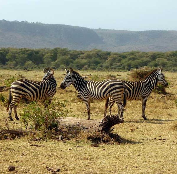 Ngorongoro, Serengeti, L. Manyara & Arusha