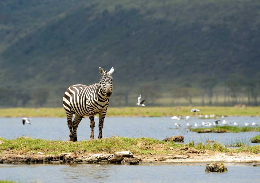 L. Manyara to Tarangire