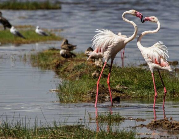 L. Nakuru & Maasai Mara