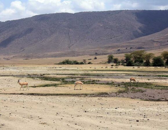 Tarangire, Ngorongoro, Serengeti & L. Manyara