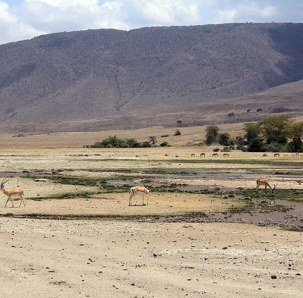 Tarangire, Ngorongoro, Serengeti & L. Manyara