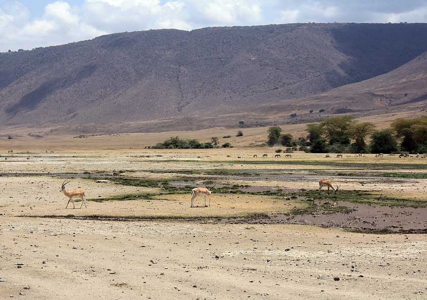 Tarangire, Ngorongoro, Serengeti & L. Manyara