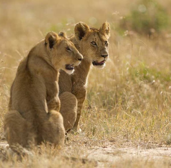 Tsavo West & Amboseli